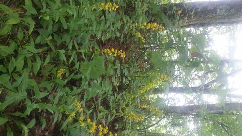 AT HIke - Low Gap to Damasus, Va.