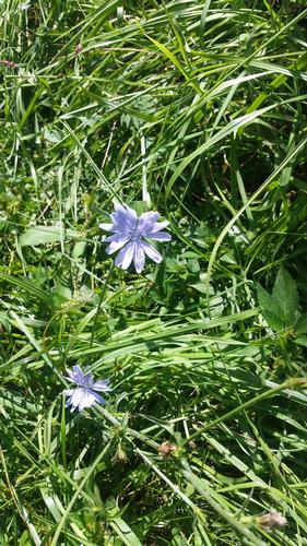 Two AT Hikes in Tenessee