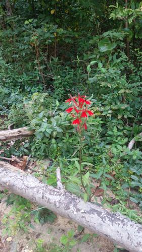 AT Hike - Walnut Mountain Road to Dennis Cove