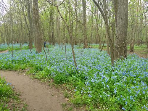 Bull Run Occoquan Trail